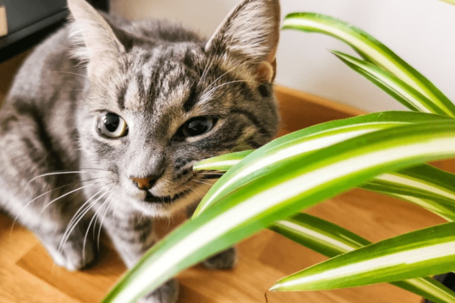 Recognizing the Symptoms of Plant Poisoning in Cats