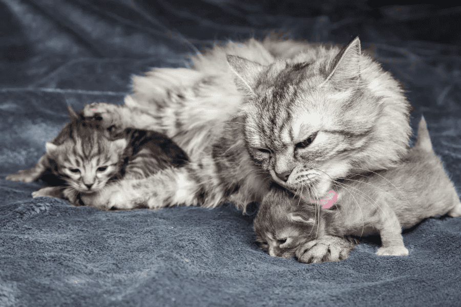 Mother cat licking kitten