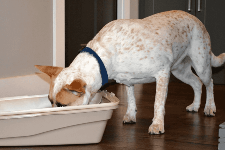 Is Eating Cat Poop Dangerous for Dogs?