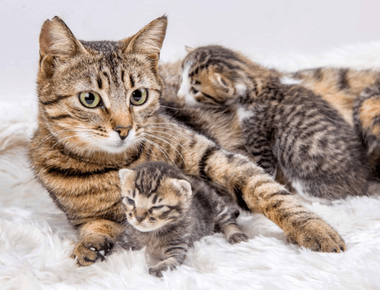 How Long Cats Stay Pregnant? Everything You Need To Know