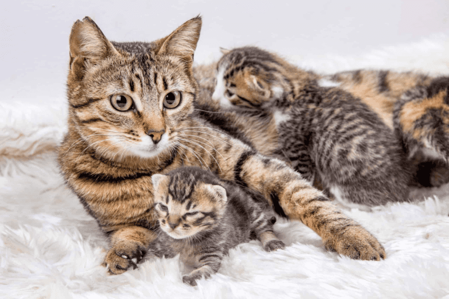 cat nursing kittens