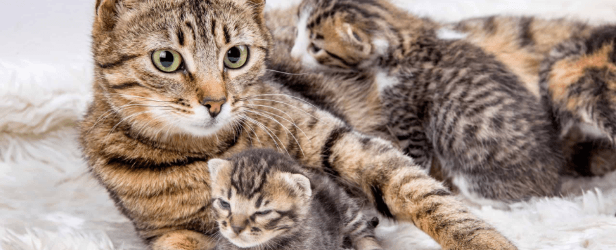 How Long Cats Stay Pregnant? Everything You Need To Know