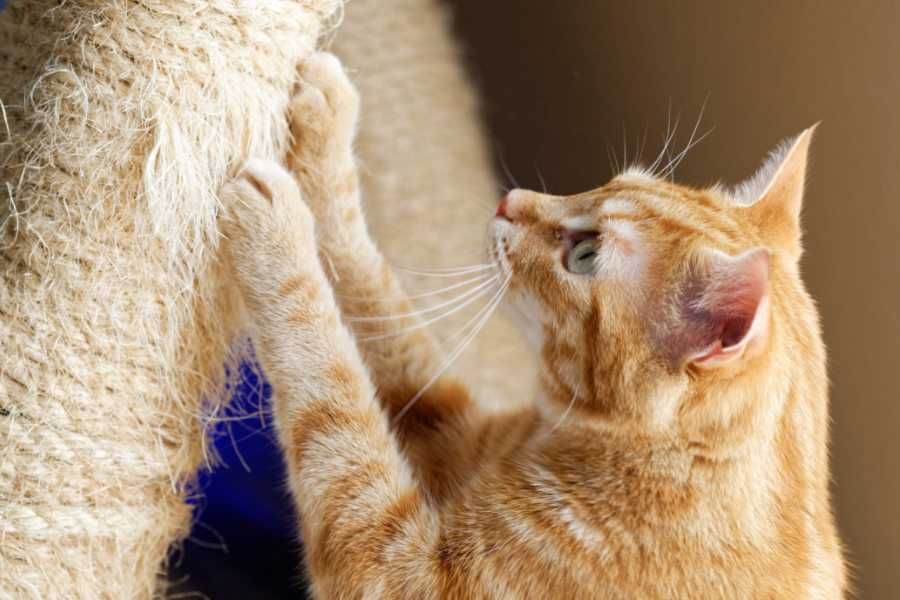 What is Declawing