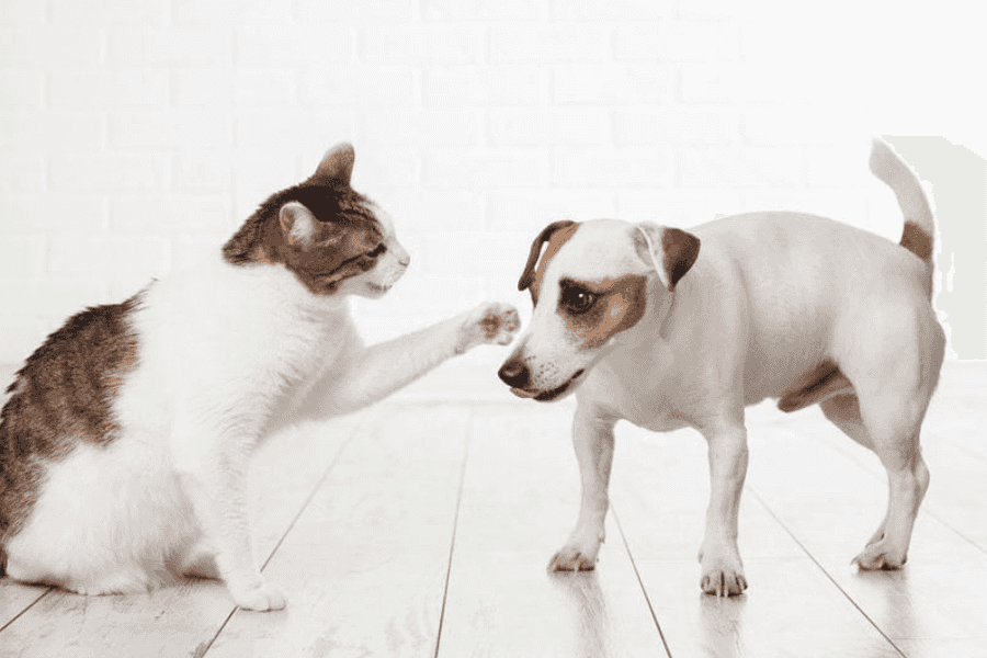 How Do Dogs and Cats Really Get Along?