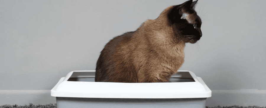 Is Cat Constipation An Emergency? What Should I Do?