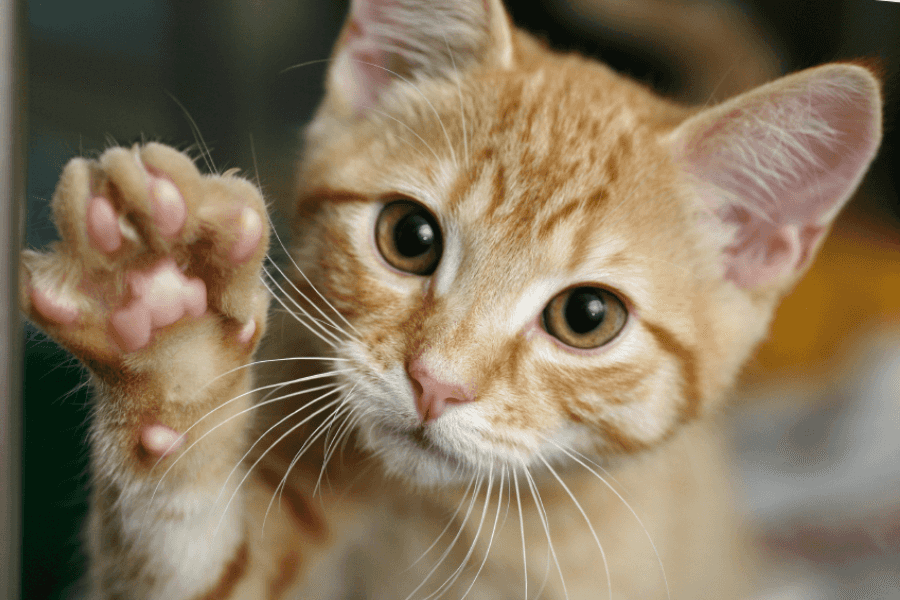 ethical debate around declawing cats