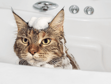 How to Bathe a Cat Without Getting Scratched