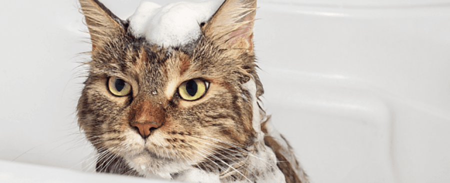 How to Bathe a Cat Without Getting Scratched