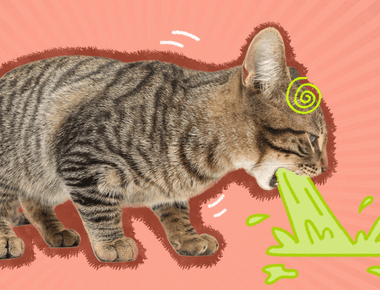 What to Do When Cats Vomit? 5 Home Remedies For Cat Vomiting