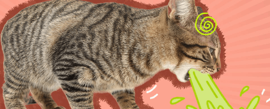 What to Do When Cats Vomit? 5 Home Remedies For Cat Vomiting