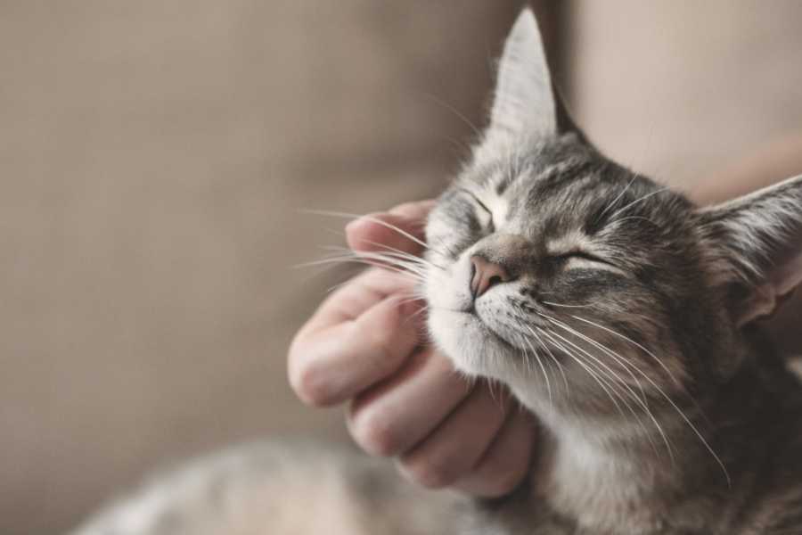 6 Benefits a Cat's Purr Provides Their Human