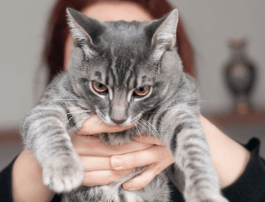 Why don't Cats Like to Be Held? 6 Possible Reasons