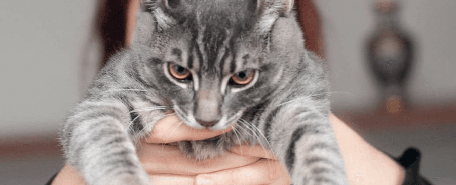 Why don't Cats Like to Be Held? 6 Possible Reasons