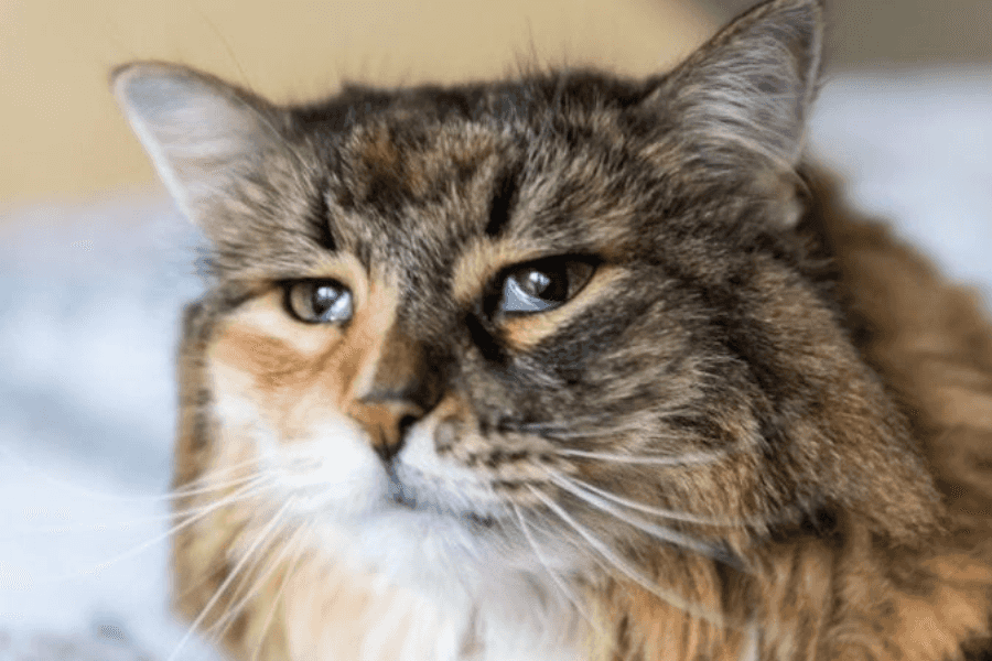 What is the Third Eyelid in Cats?