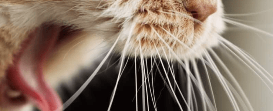 What to do if Your Cat is Choking?