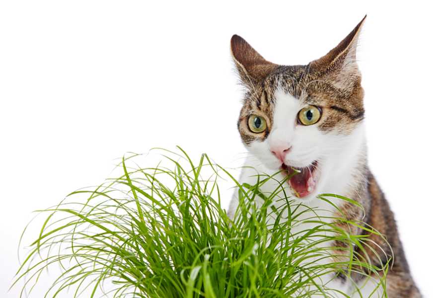 Catnip Alternatives