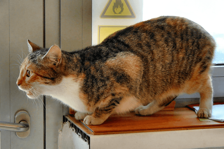 pregnant cat in a box