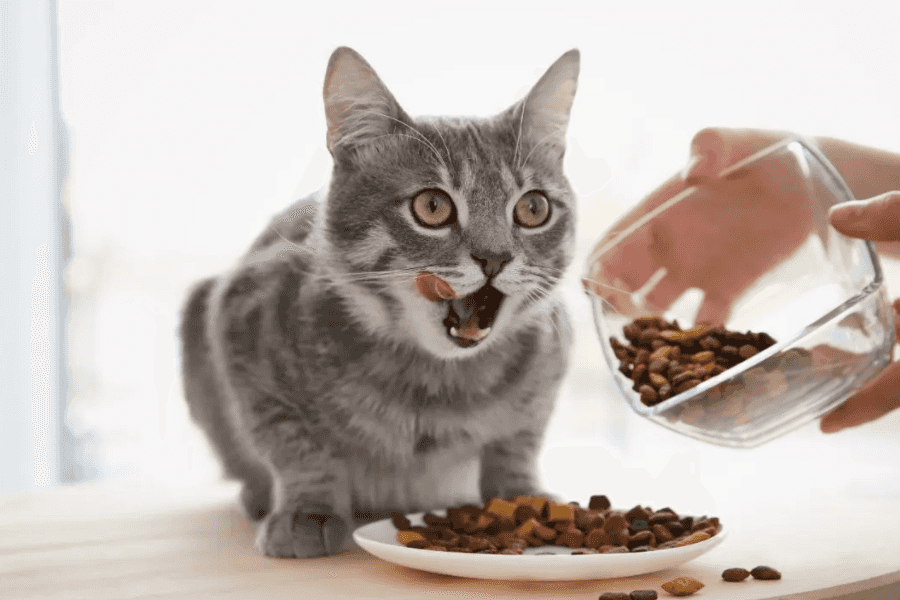 The Average Monthly Cost of Cat Food