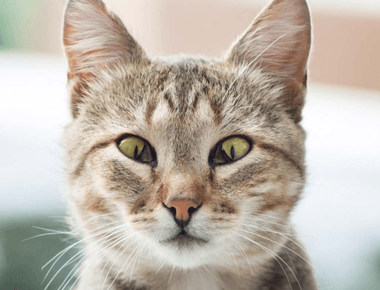 Is Cat Third Eyelid Showing An Emergency?