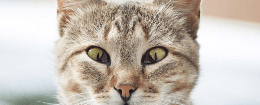 Is Cat Third Eyelid Showing An Emergency?