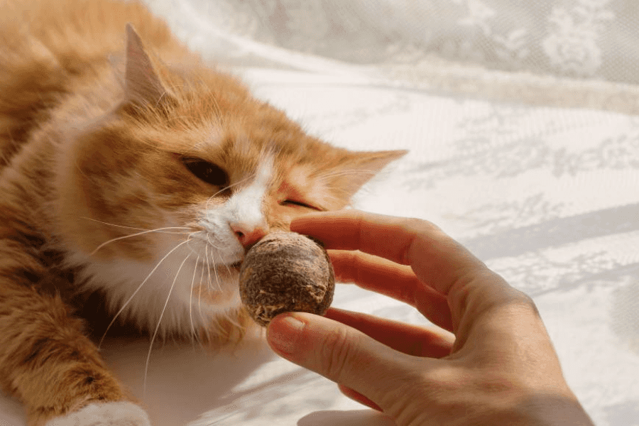 Cat Sniffing Catnip