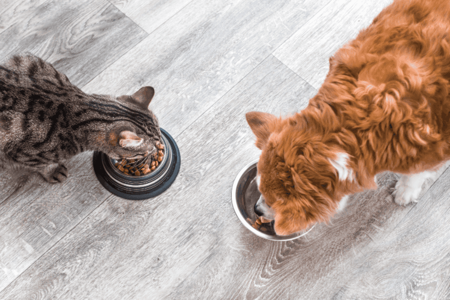 Dog Food Doesn't Provide Enough Vitamins for Cats