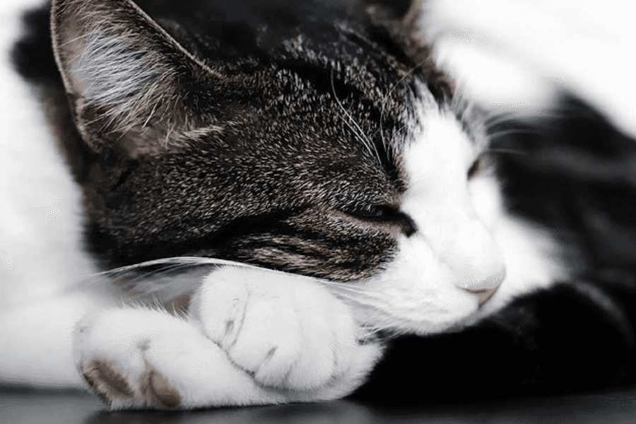 Understanding Cat Behavior