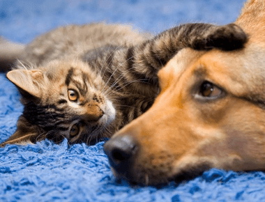 Is Cat Poop Bad For Dogs? How To Stop It