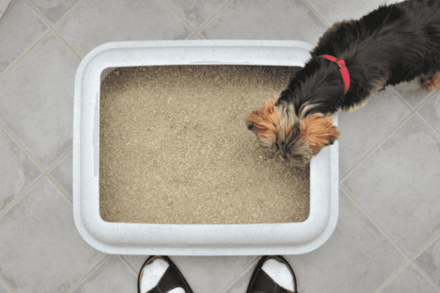 How to Keep Dogs Out of the Litter Box