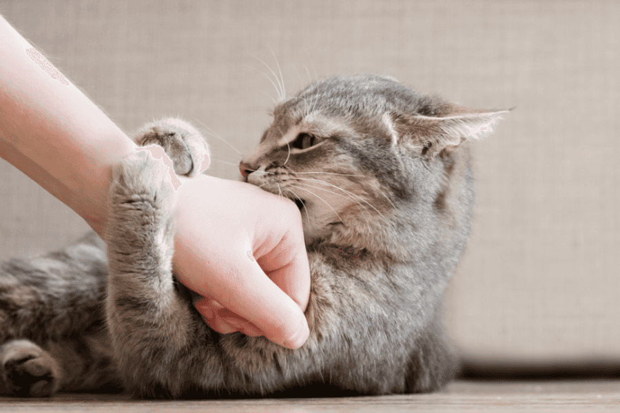 Other risks from cat bites
