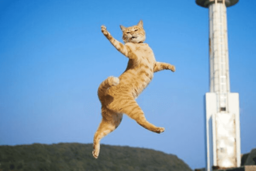 Cats and Jumping: Helpful Tips for Around the Home