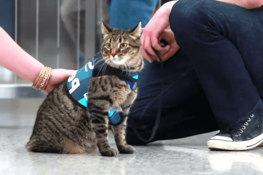 Why Cats Can't Be Service Animals