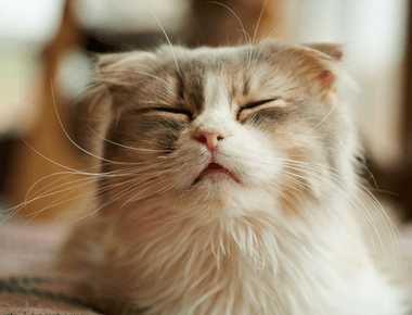 Does Cat Have Allergies? Causes, Symptoms And Medicine
