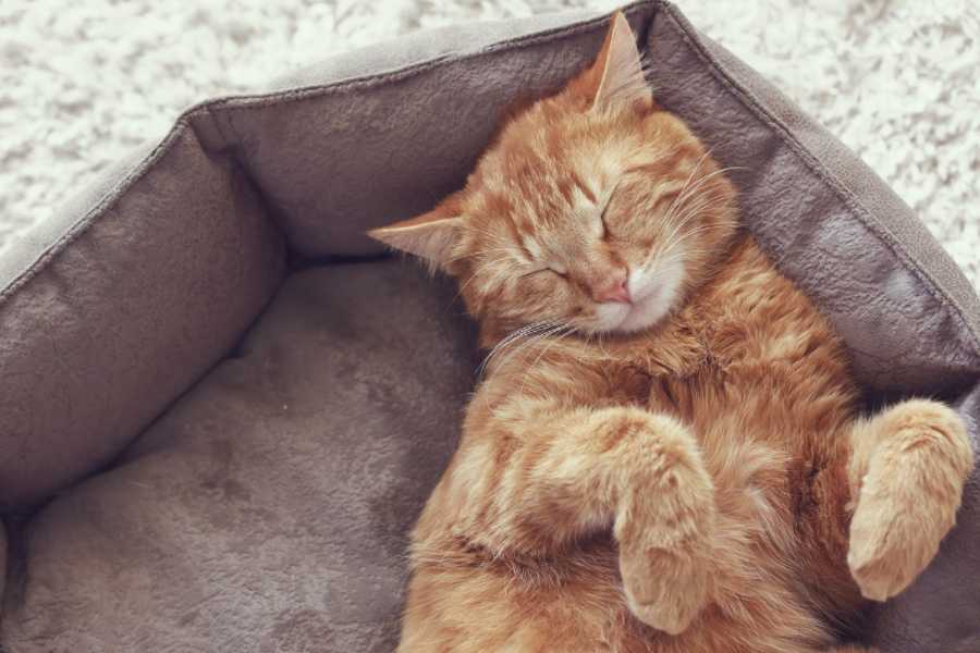 The Sleep Cycle of Adult Cats