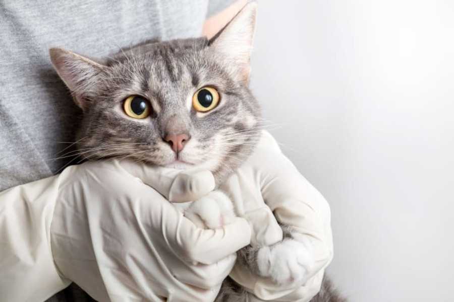 Cost of Cat Vaccines