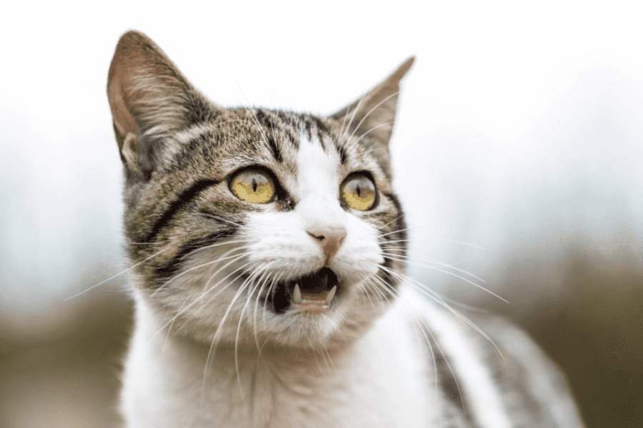 Your Cat Has Eaten Something that Tastes Bad