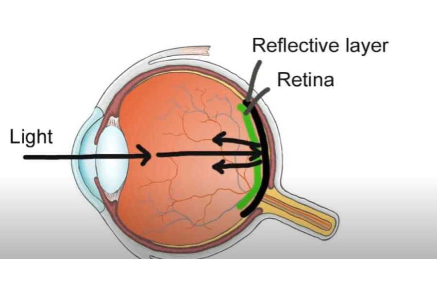 The Magic of the Retina