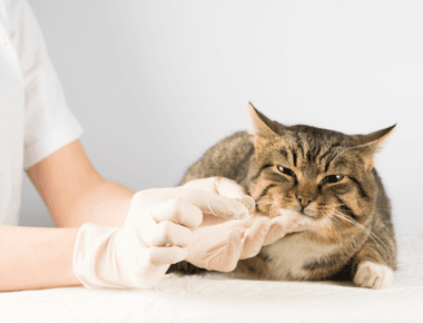 How To Check Cats Blood Sugar? 3 Easy Ways