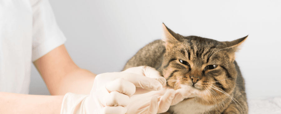 how-to-check-cats-blood-sugar-3-easy-ways-100-committed-to-your