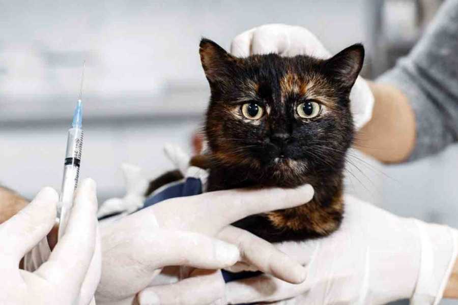 Types of Cat Vaccines