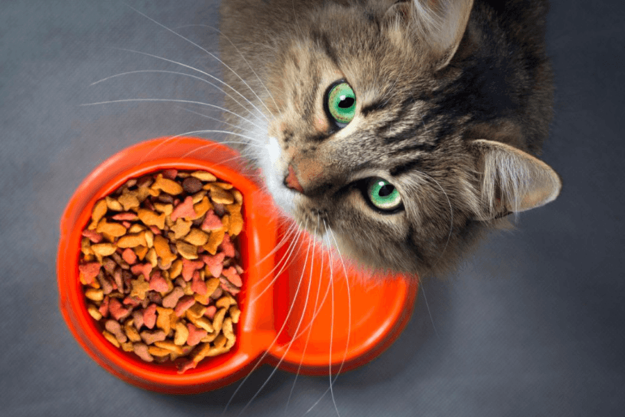 Understanding the Rising Costs of Cat Food