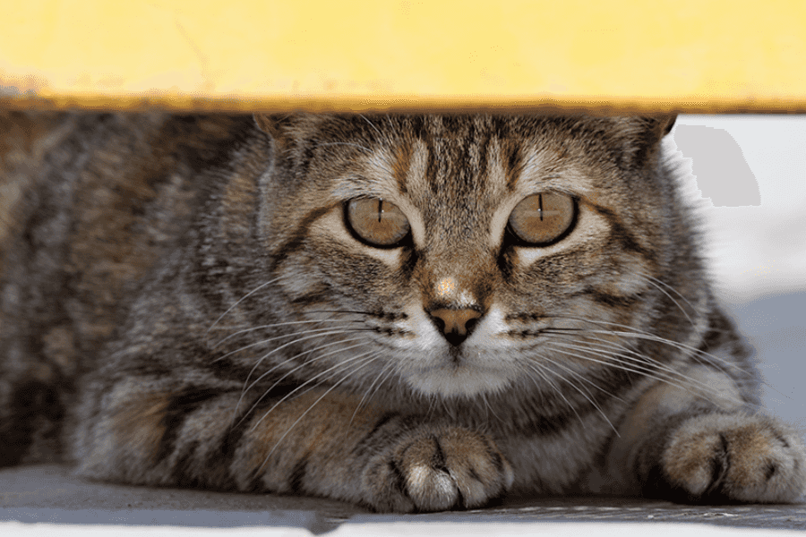 Prognosis for Cats with Feline Herpes Virus