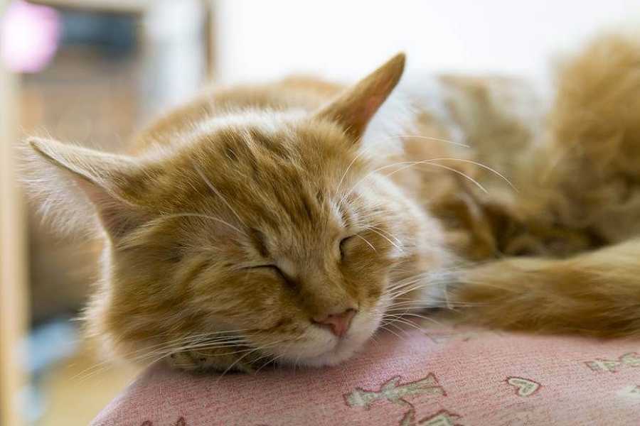 Understanding the Cat's Heat Cycle