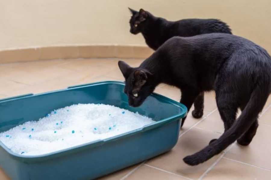 The Importance of Individual Litter Boxes