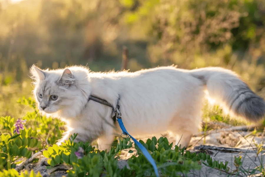 Cat walking on leash