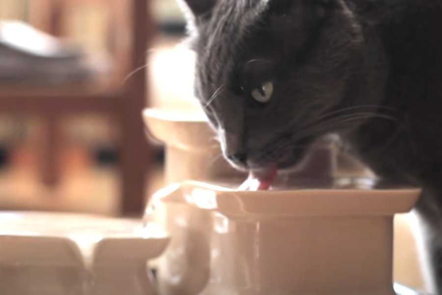 How Much Water Should a Cat Drink?