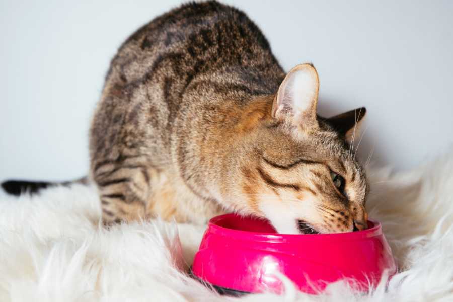 The Importance of Food and Water for Cats