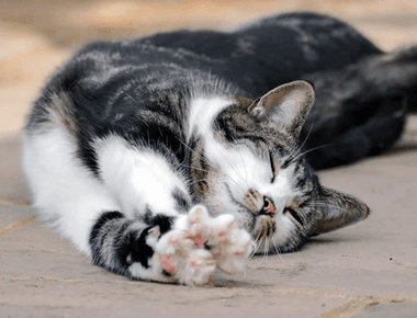 Why Are Cats So Flexible? Vet Explains