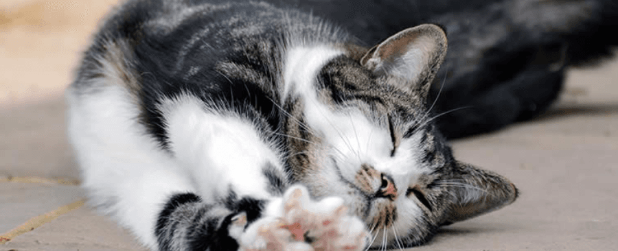 Why Are Cats So Flexible? Vet Explains