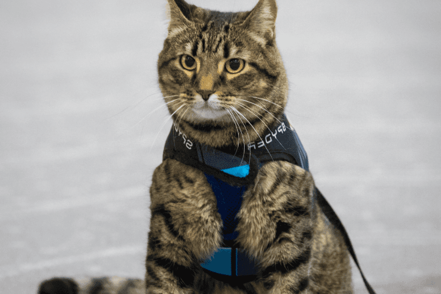 How to Make Your Cat an Emotional Support Animal